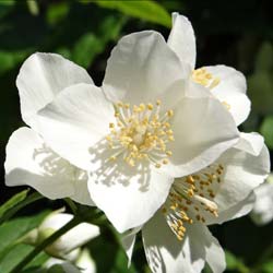 Mock Orange, Sweet